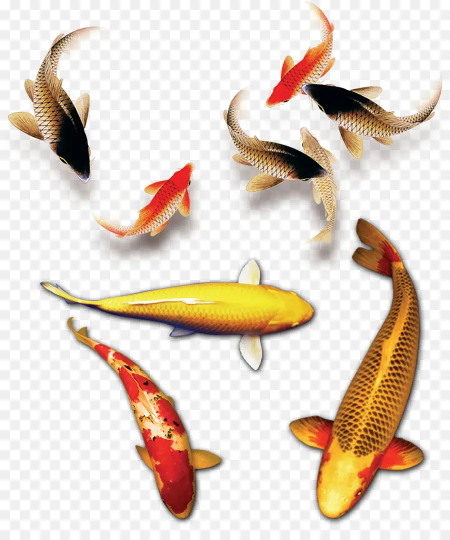 Peixe Koi，Colorido PNG