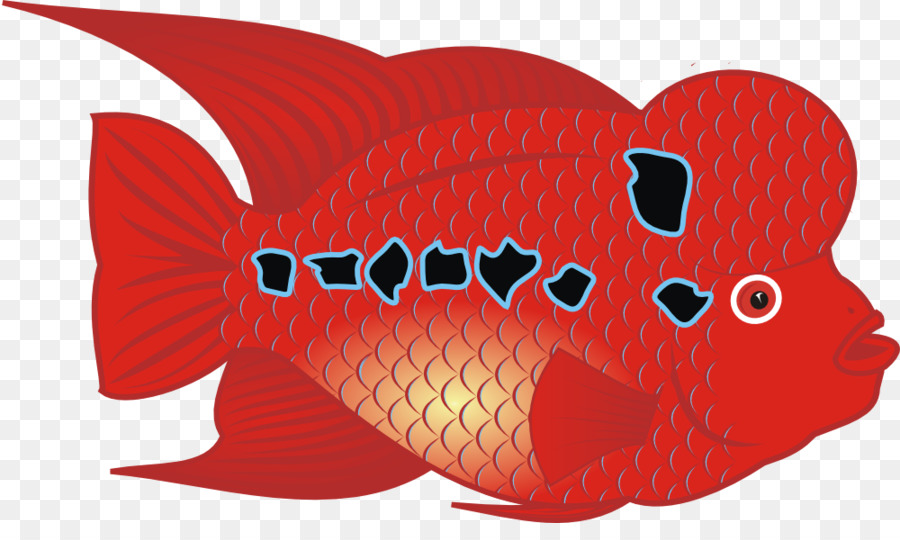 Koi，Carassius Auratus PNG