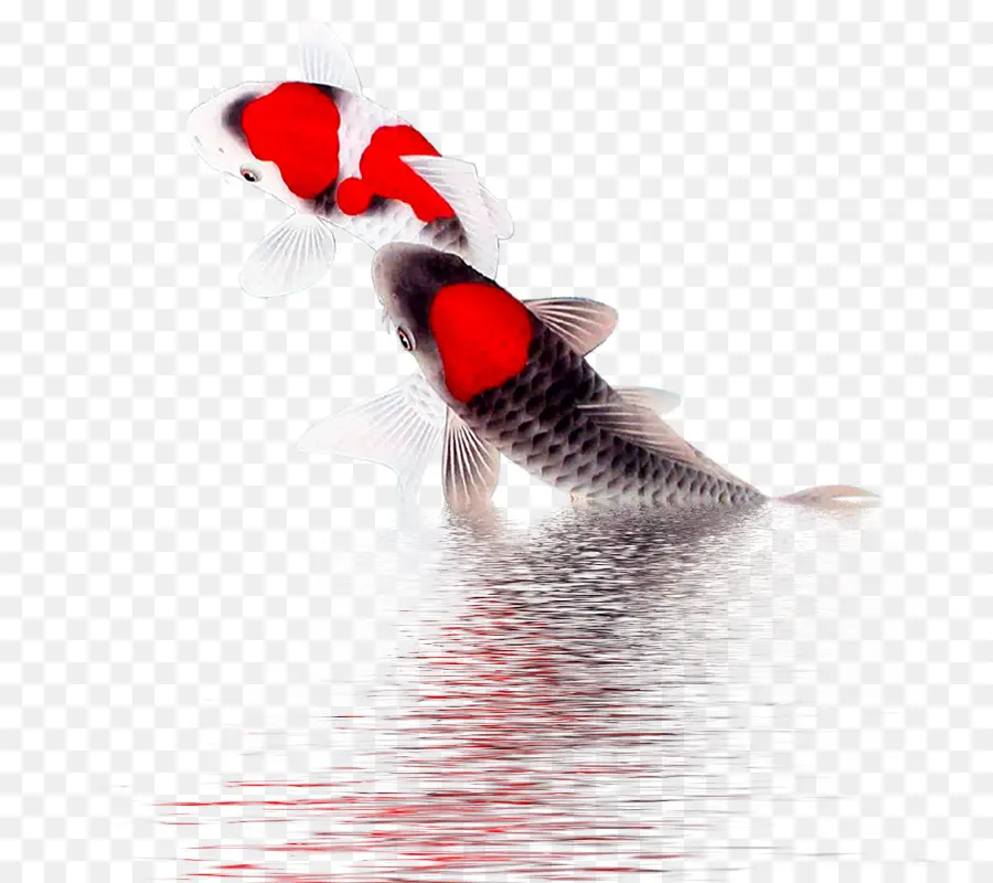 Peixe Koi，Água PNG