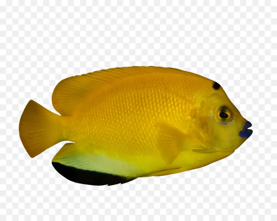 Peixe，Aquático PNG