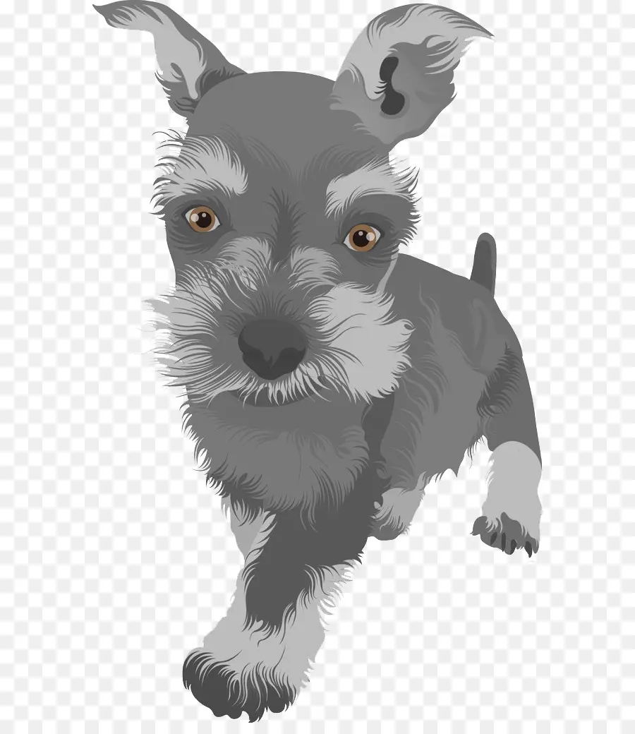 Scottish Terrier，Boston Terrier PNG