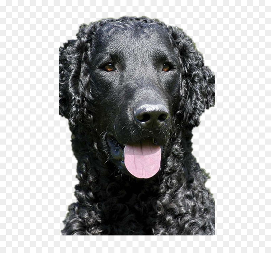 Flatcoated Retriever，Curlycoated Retriever PNG