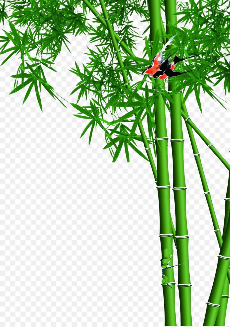 Bambu，Folhas PNG