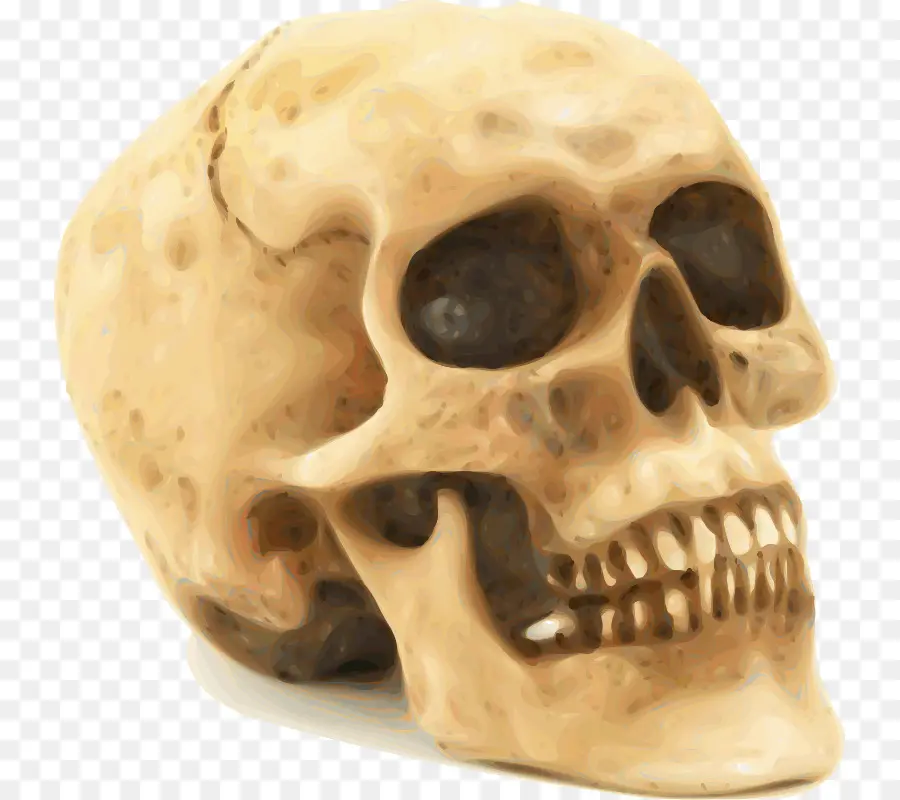 Crânio，Esqueleto Humano PNG