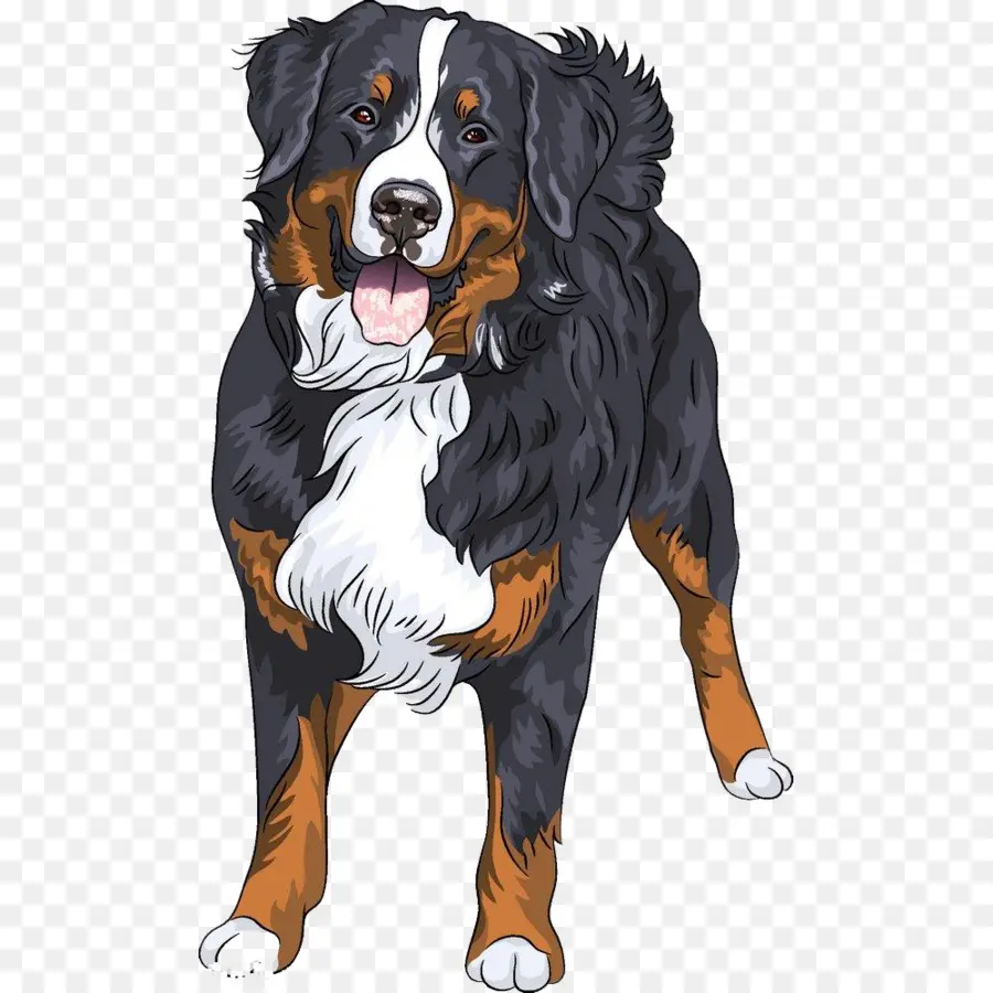 Bernese Mountain Dog，Pastor Australiano PNG