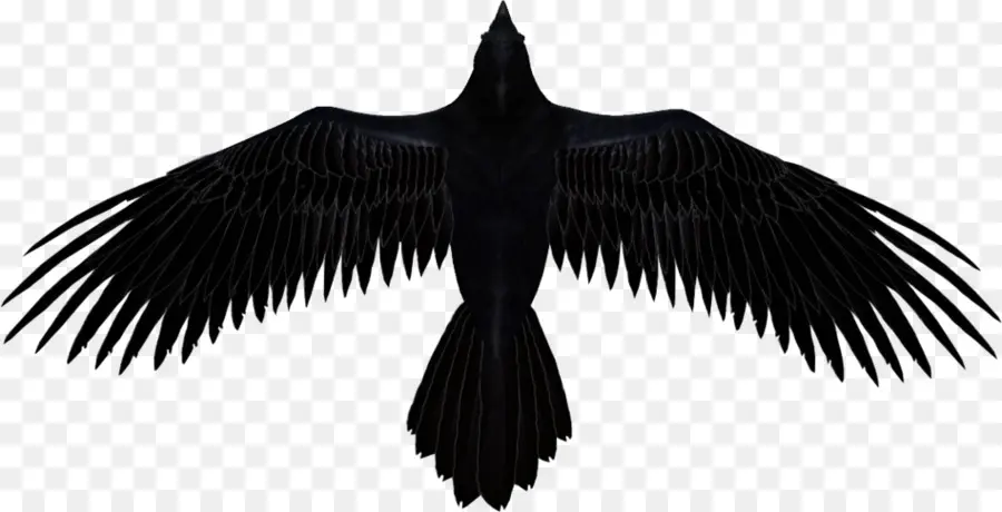 Comum Corvo，Baltimore Ravens PNG