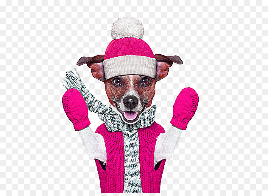 Cachorro Com Roupas De Inverno，Luvas Rosa PNG