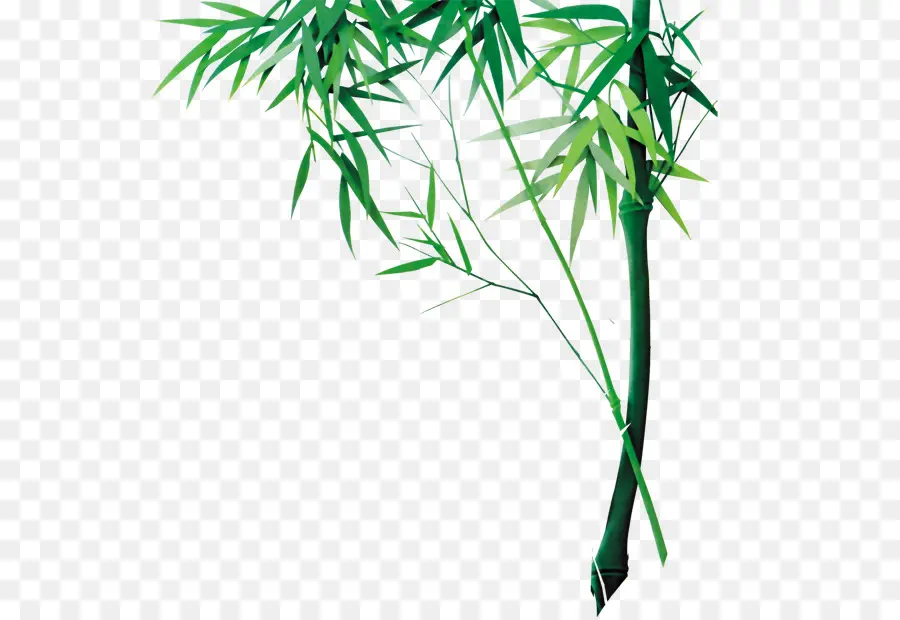 Bambu，Bamboe PNG