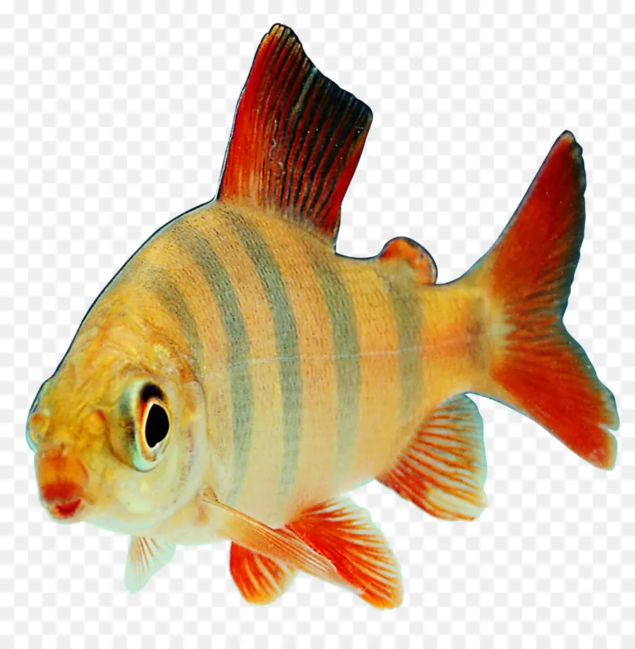 Peixe，Transparência E Translucidez PNG