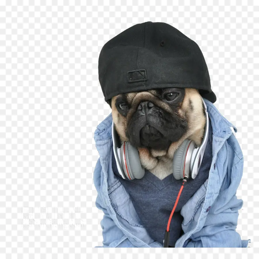 Pug Com Fones De Ouvido，Bicho De Estimação PNG