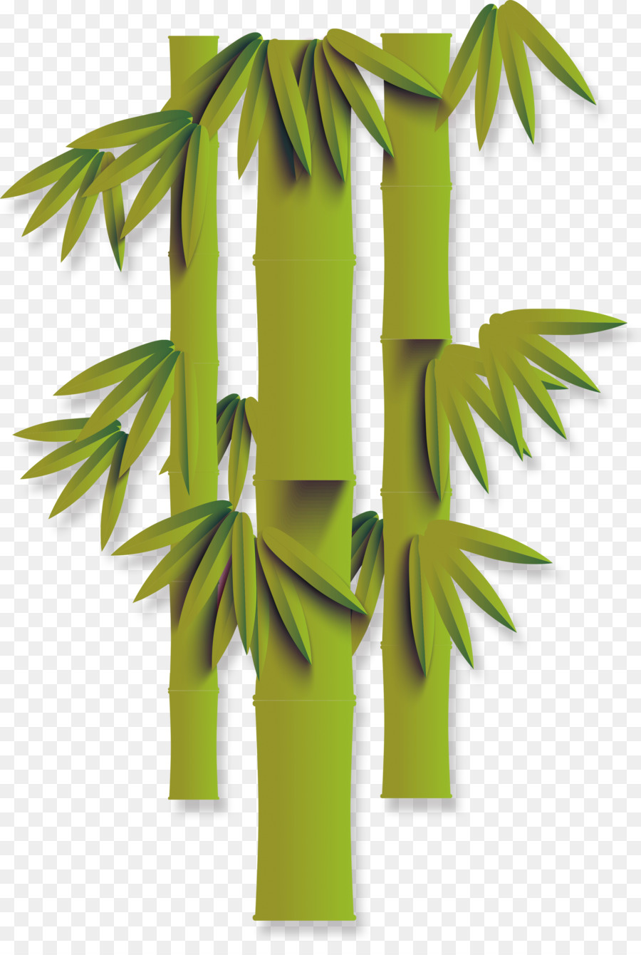 Bambu，Folhas PNG