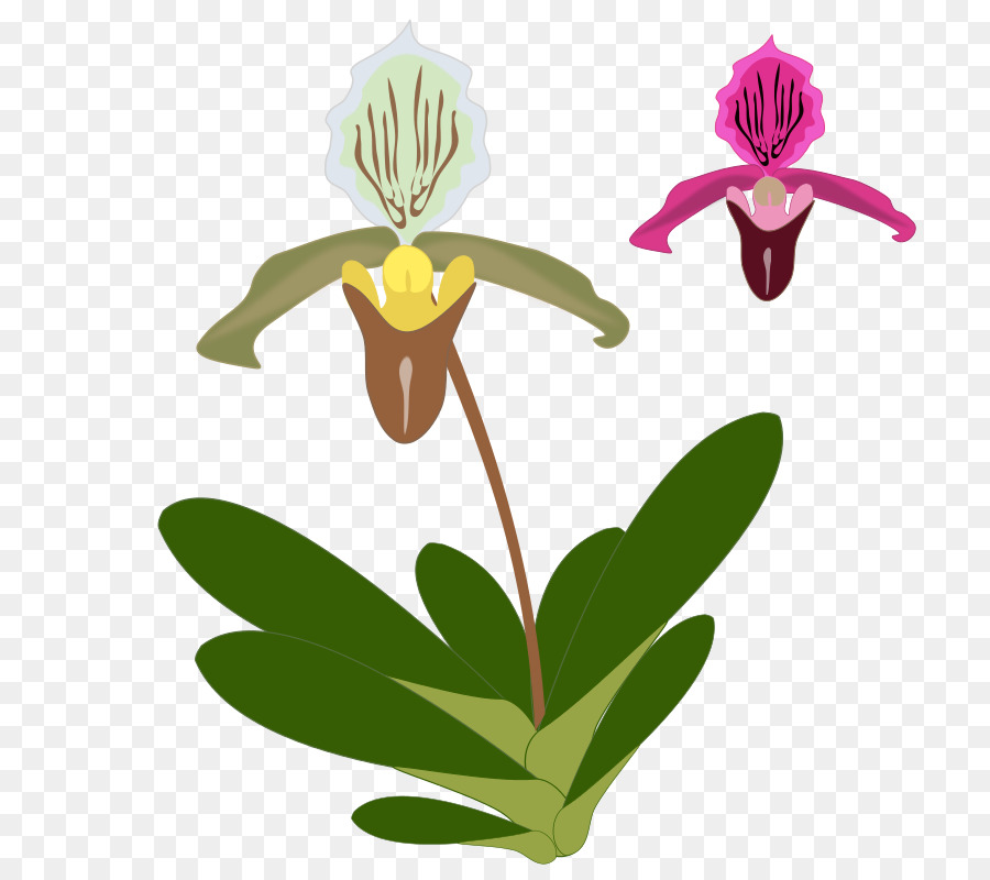 Tshirt，Orquídeas PNG