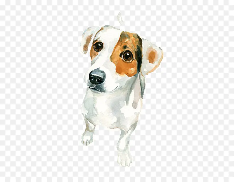 Jack Russell Terrier，Russell Terrier PNG