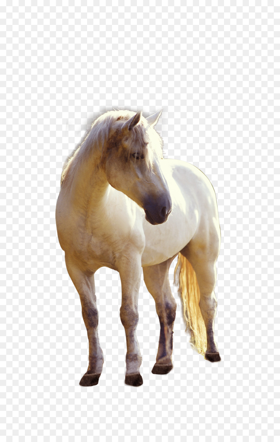 Cavalo，Potro PNG