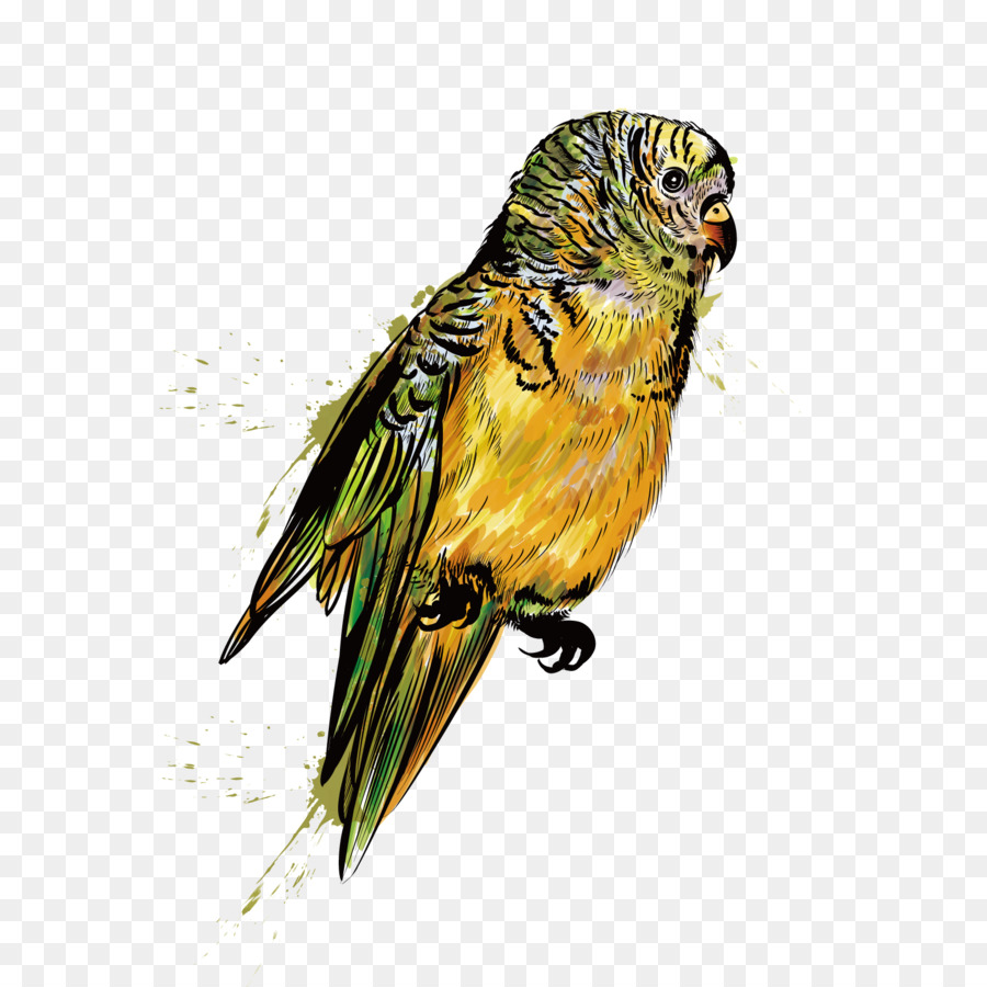 Papagaio，Aves PNG