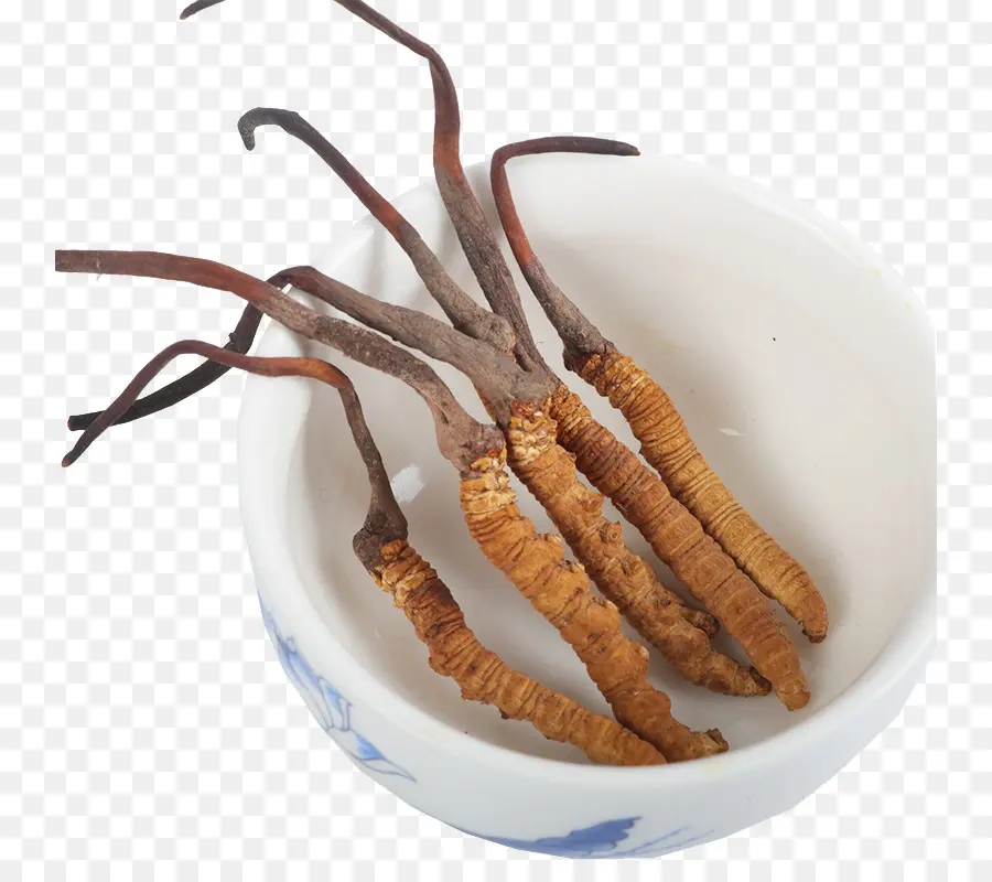 A Caterpillar Fungus，A Medicina Tradicional Chinesa PNG