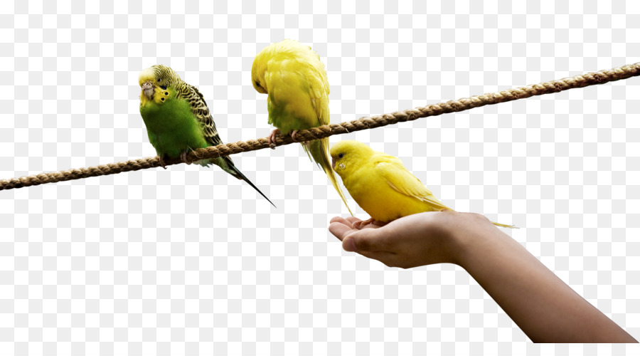 Aves，Corda PNG