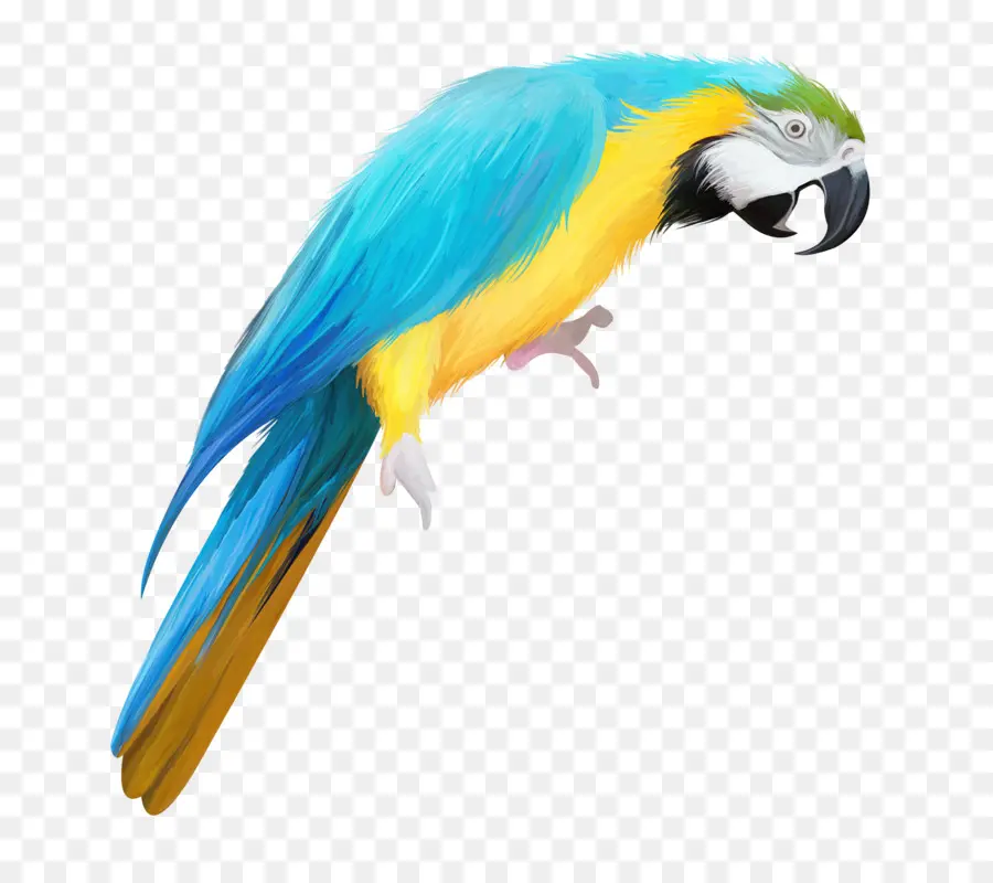 Papagaio，Azul PNG