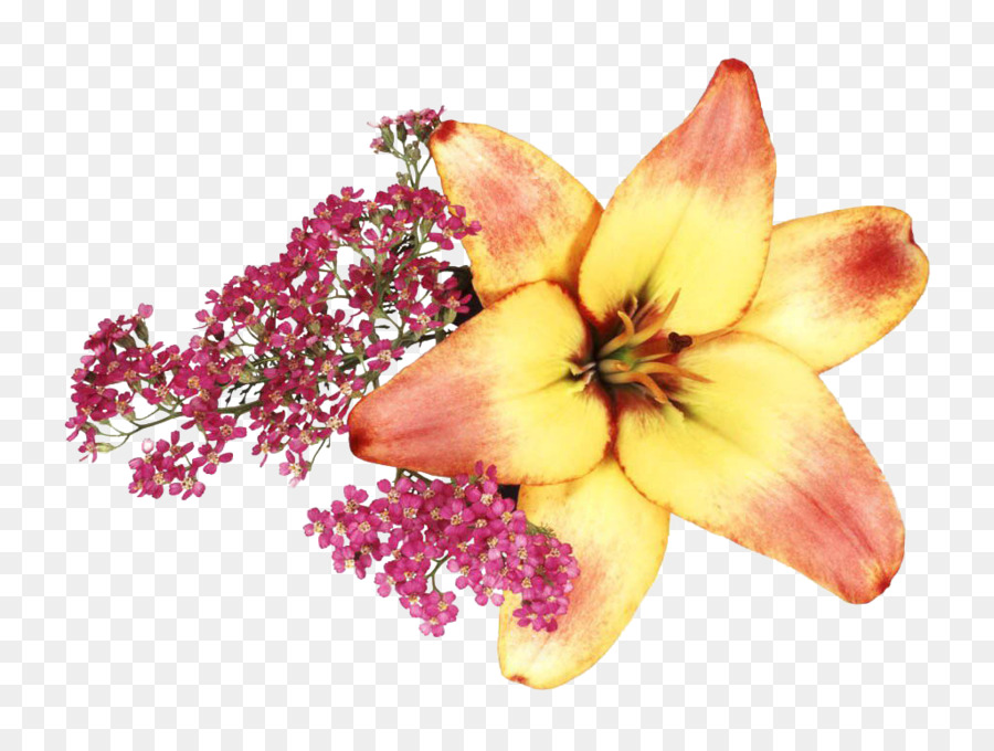 Flor Amarela E Vermelha，Florescer PNG