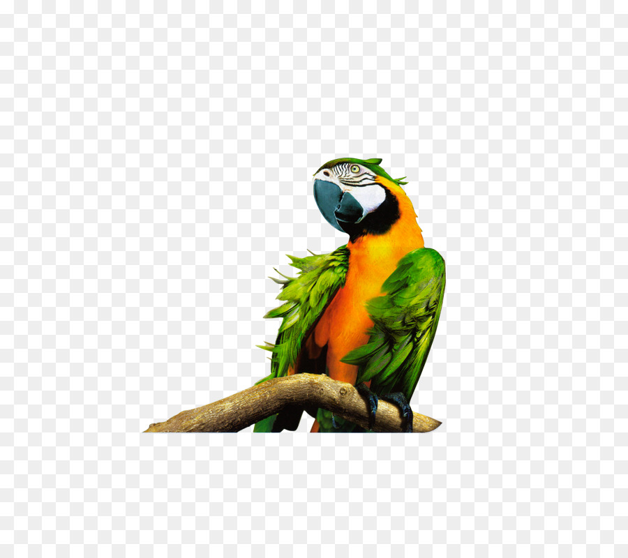 Papagaio，Colorido PNG