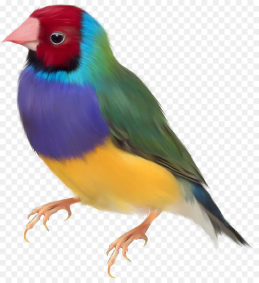 Gouldian Finch，Aves PNG