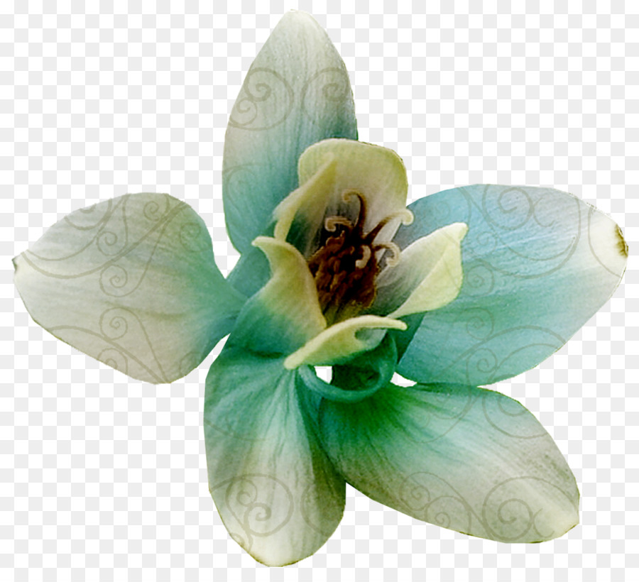 Orquídea，Plantar PNG