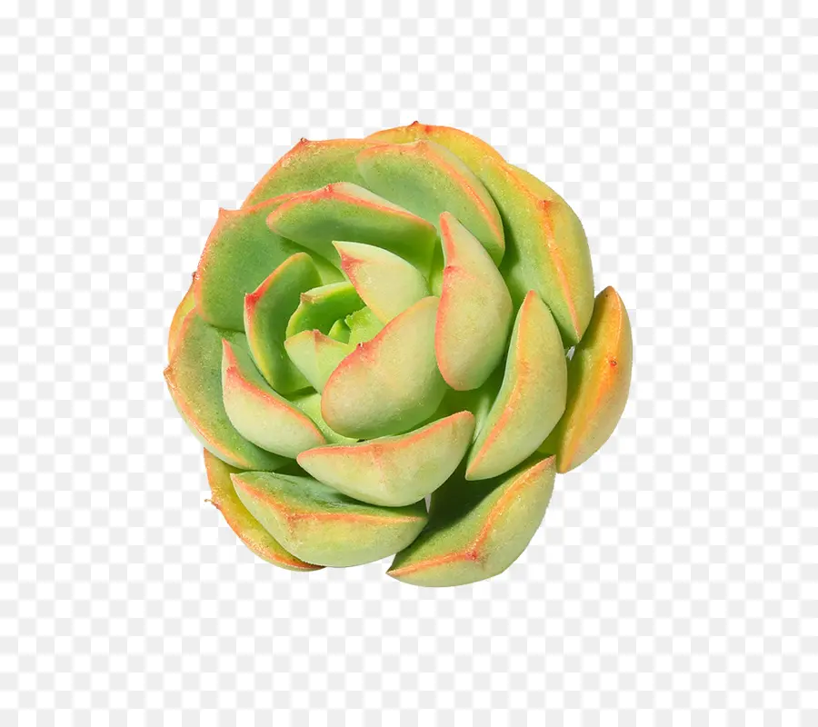 Vegetal，Laranja PNG