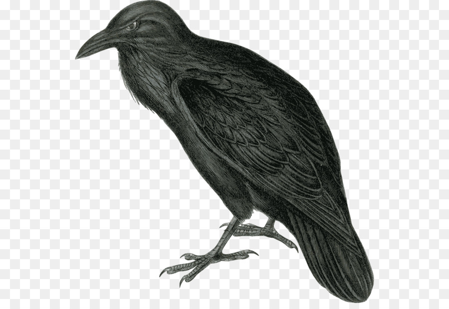 Comum Corvo，Raven PNG