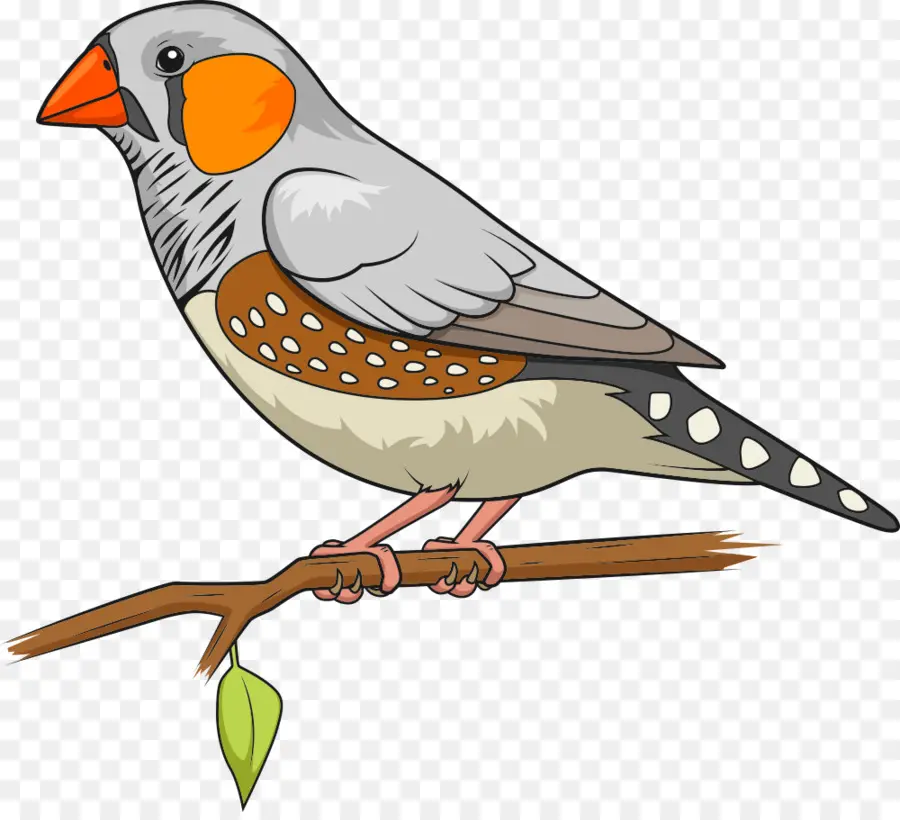 Aves，Zebra Finch PNG