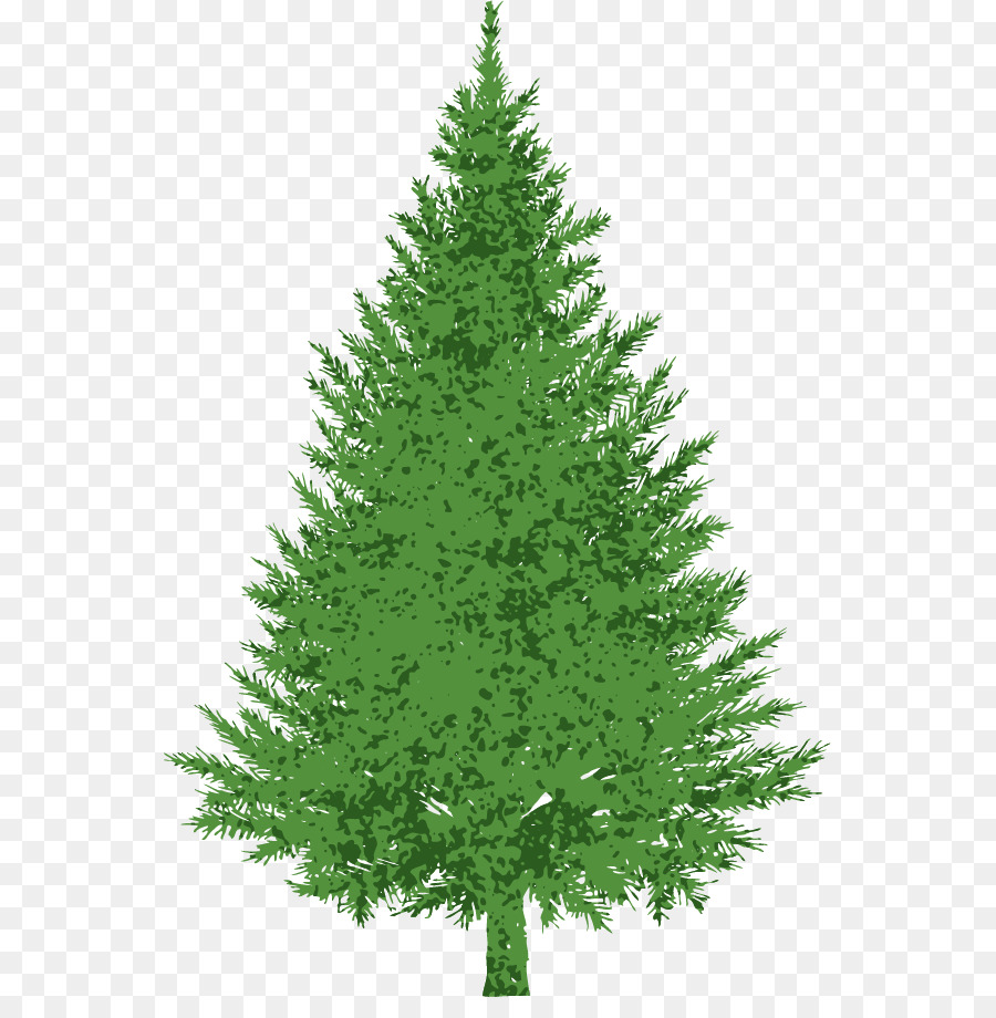 Evergreen，Pine PNG