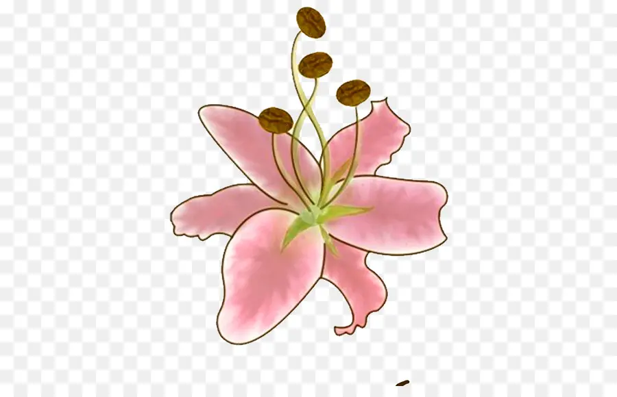 Flor，Lilium PNG