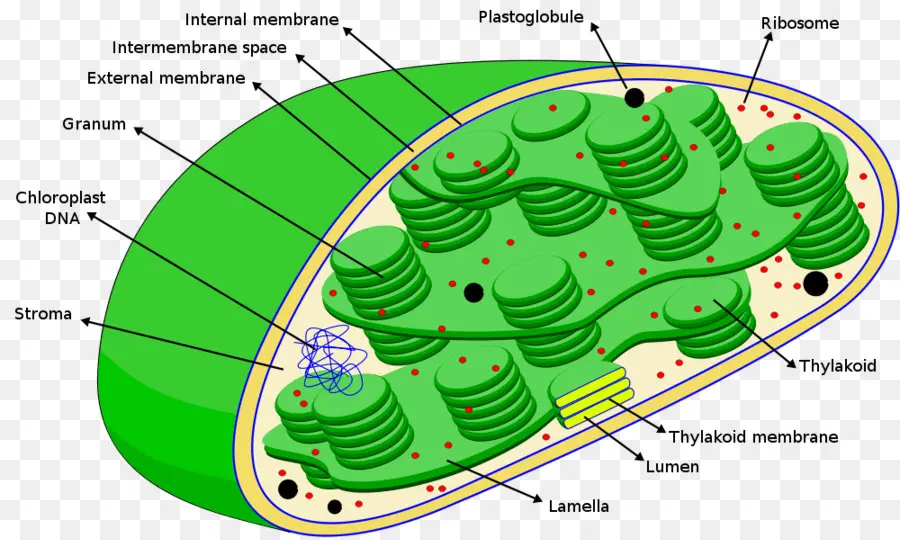 Chloroplast，A Fotossíntese PNG