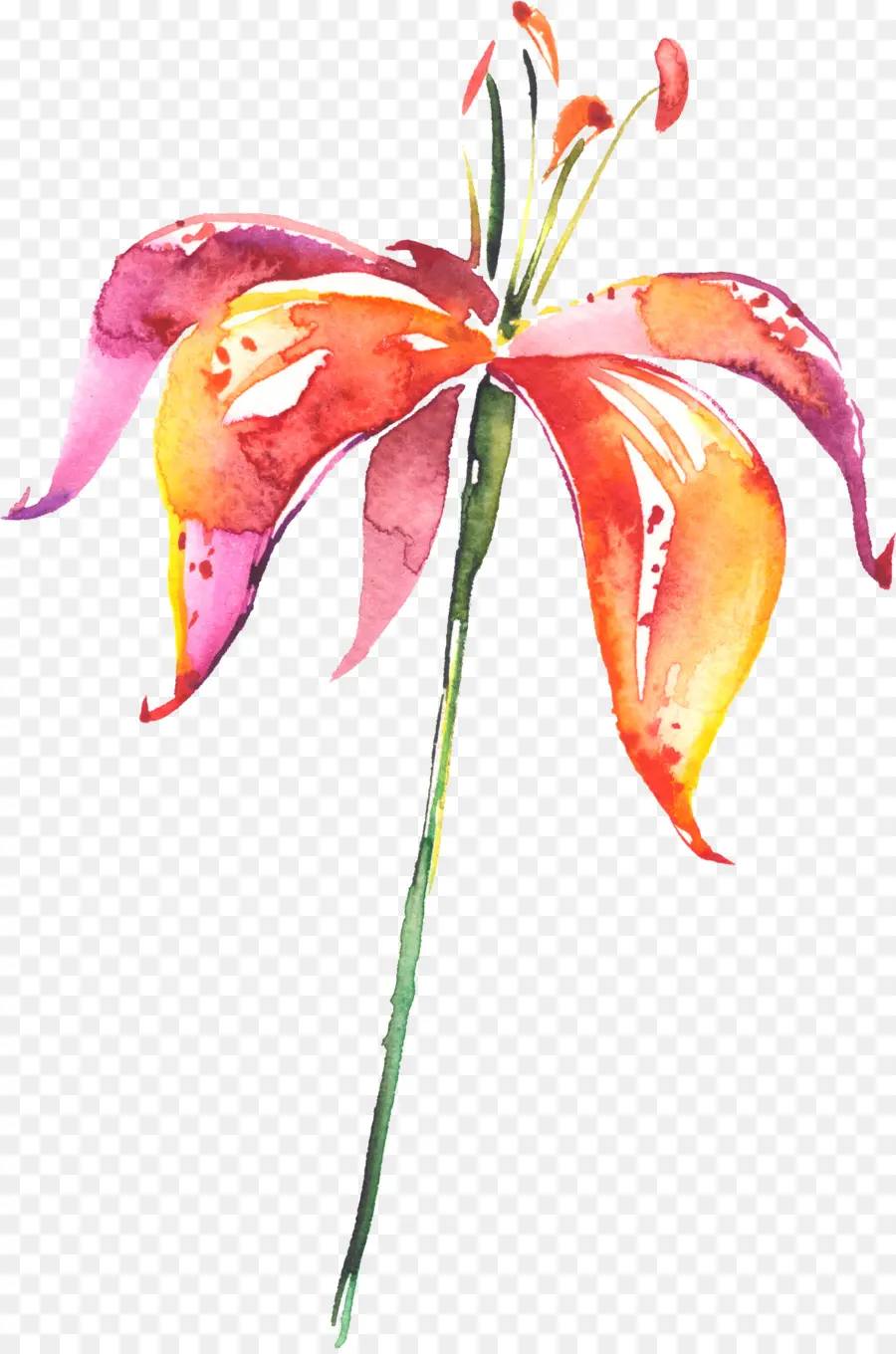 Lilium，Flor PNG