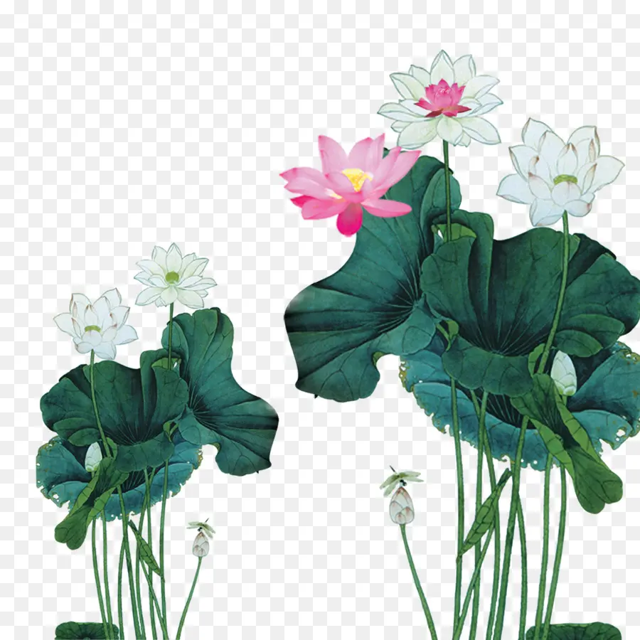 Flores De Lótus，Folhas PNG