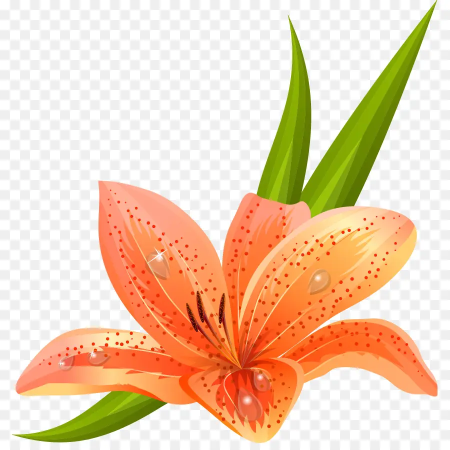 Lilium Bulbiferum，Tiger Lily PNG