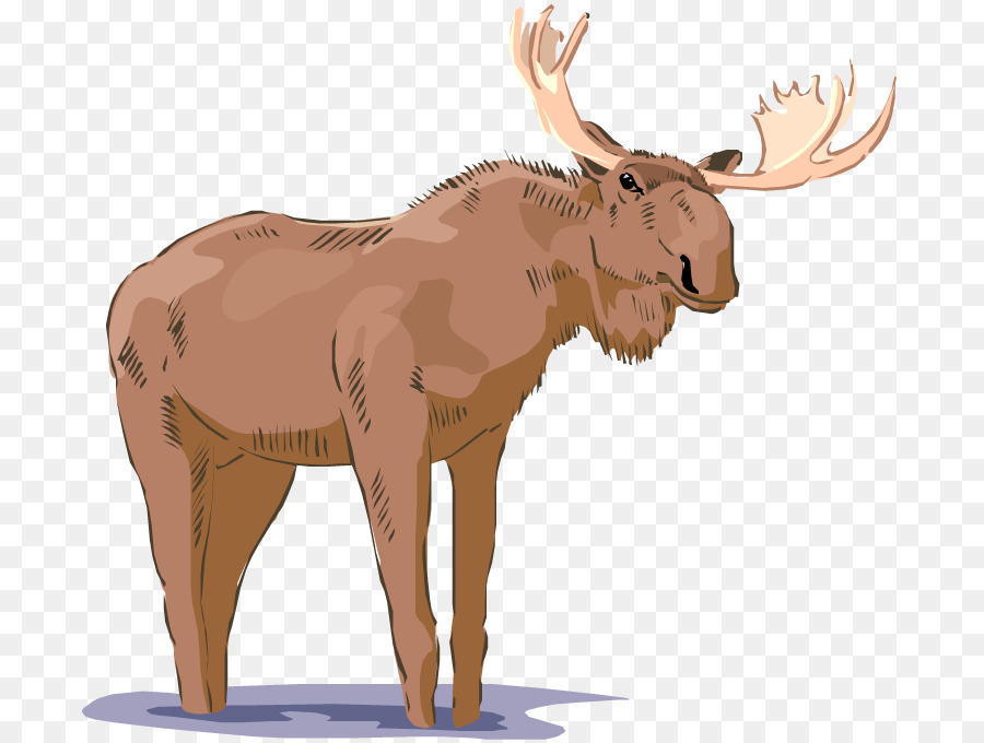 Moose，Conteúdo Grátis PNG