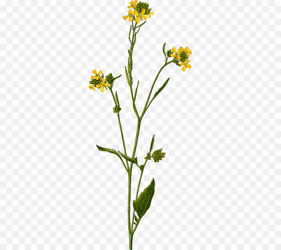 Brassica Nigra，Brassica Juncea PNG