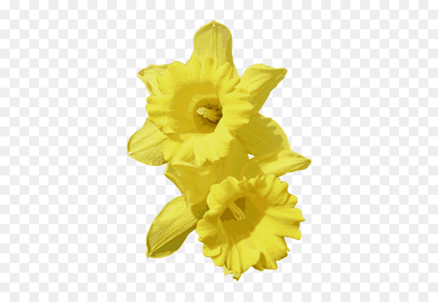 Narcissus Pseudonarcissus，Narcissus Jonquilla PNG