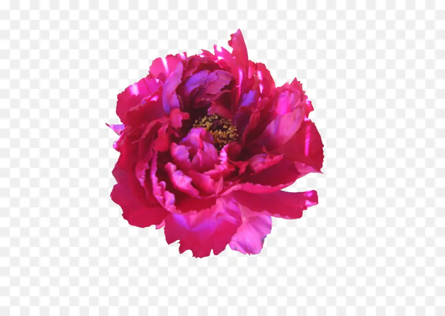 Flor，Rosa PNG