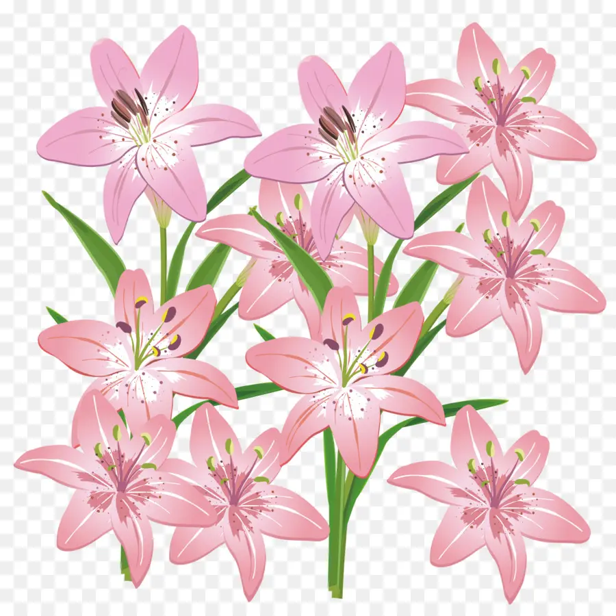 Flores De Corte，Lilium PNG