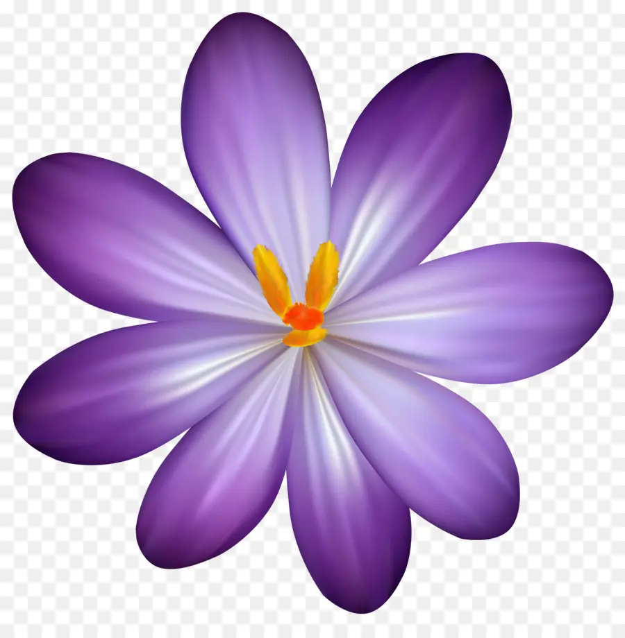 Crocus Vernus，Flor PNG