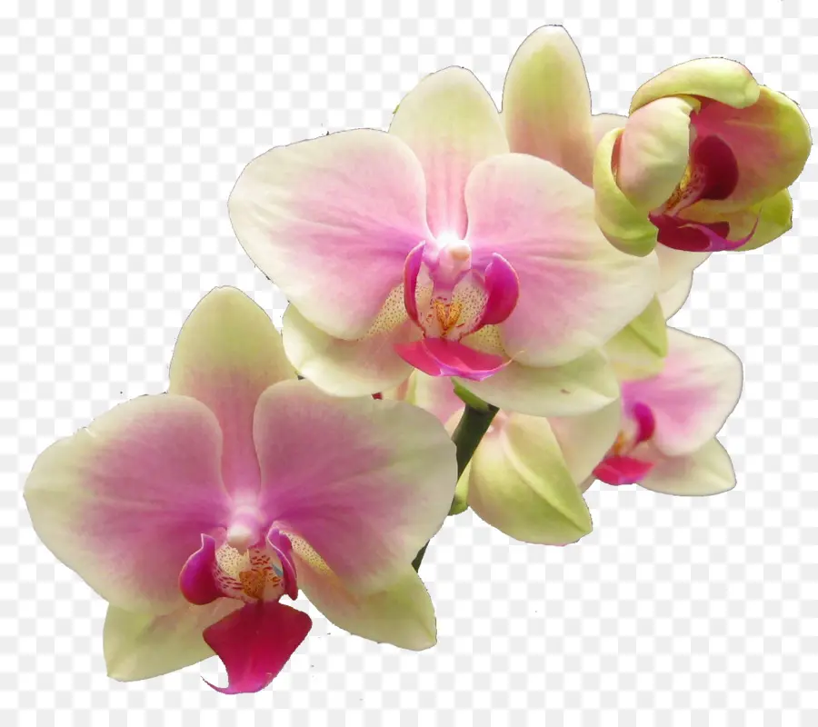 Sucesso Com Orquídeas，Popular Orquídeas PNG