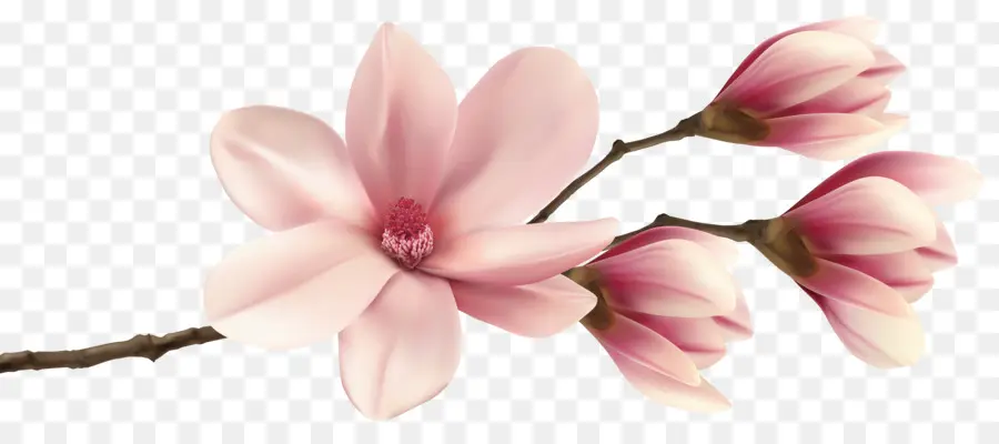 Sul Magnolia，Magnolia PNG