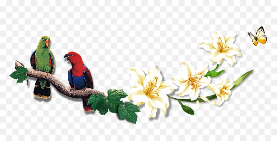 Aves，Bico PNG