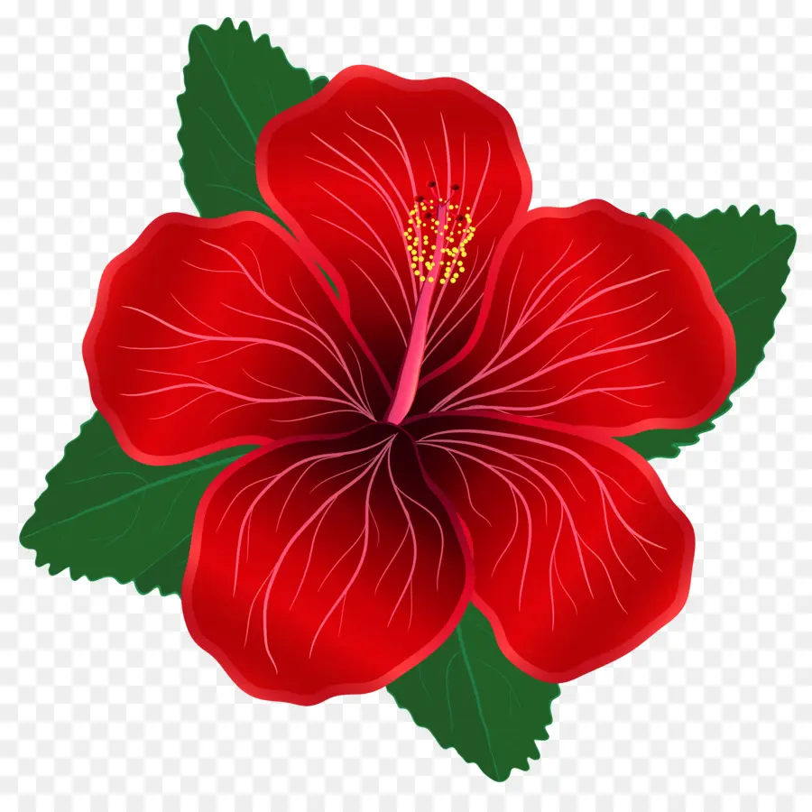 Flor，Vermelho PNG