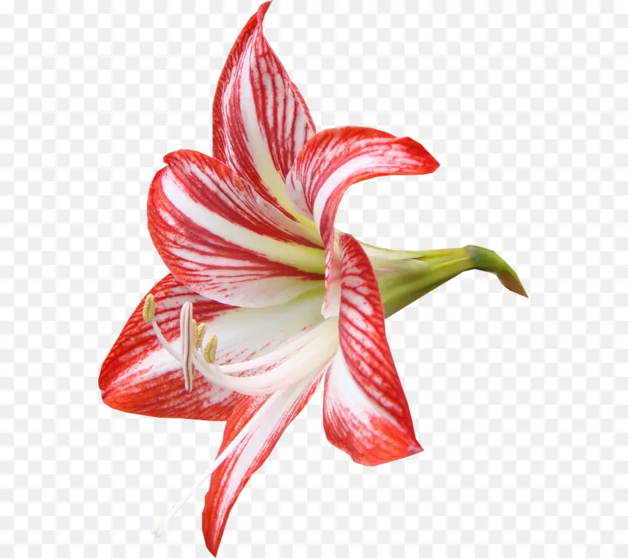 Lilium，Flor PNG