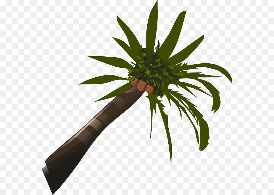 Arecaceae，Coco PNG