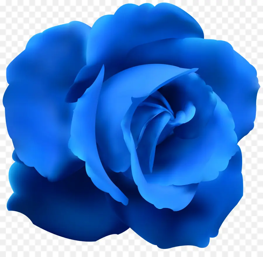 Rosa Azul，Rosa PNG