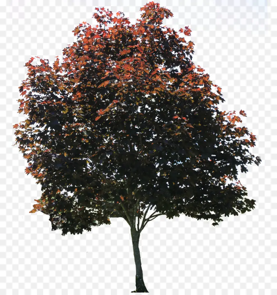 árvore，Sycamore Americano PNG