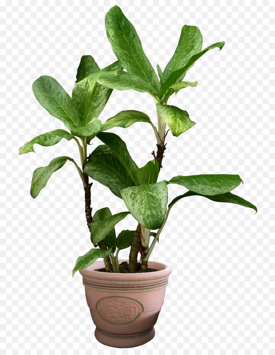 Diabo Ivy，Planta PNG